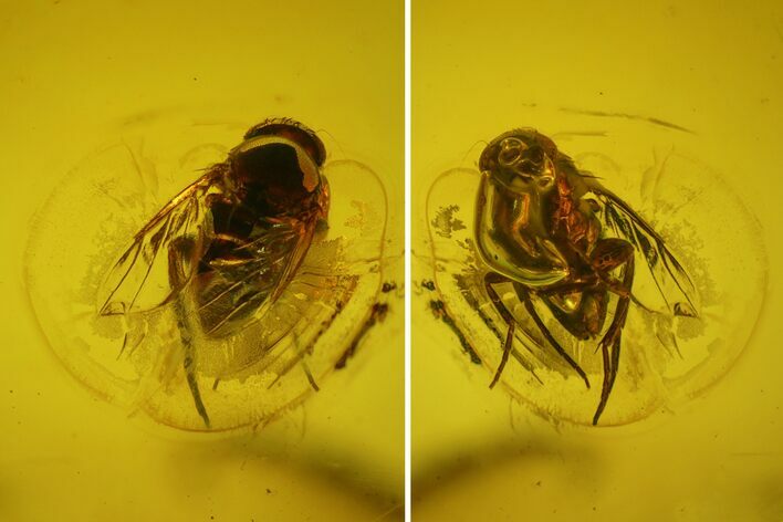 Fossil Fly (Diptera) In Baltic Amber #159789